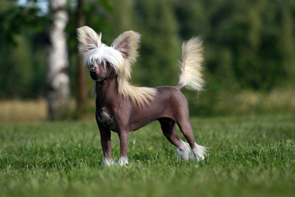 Aquacrest Dude Look At Me 