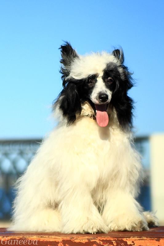 Irgen Gold  Sebastian Roshe