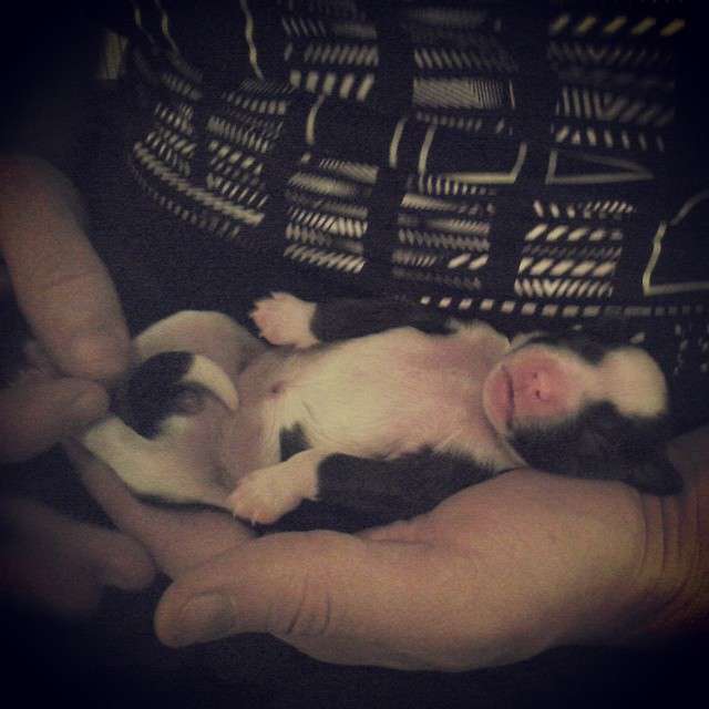 Dare to be Going First