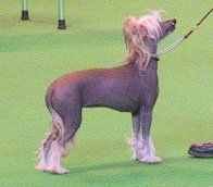 Angelcrest Misty Dragon