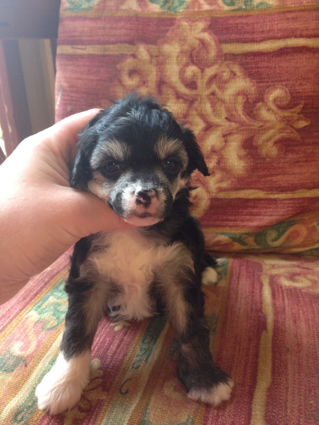 Syingcrest PP Female 1