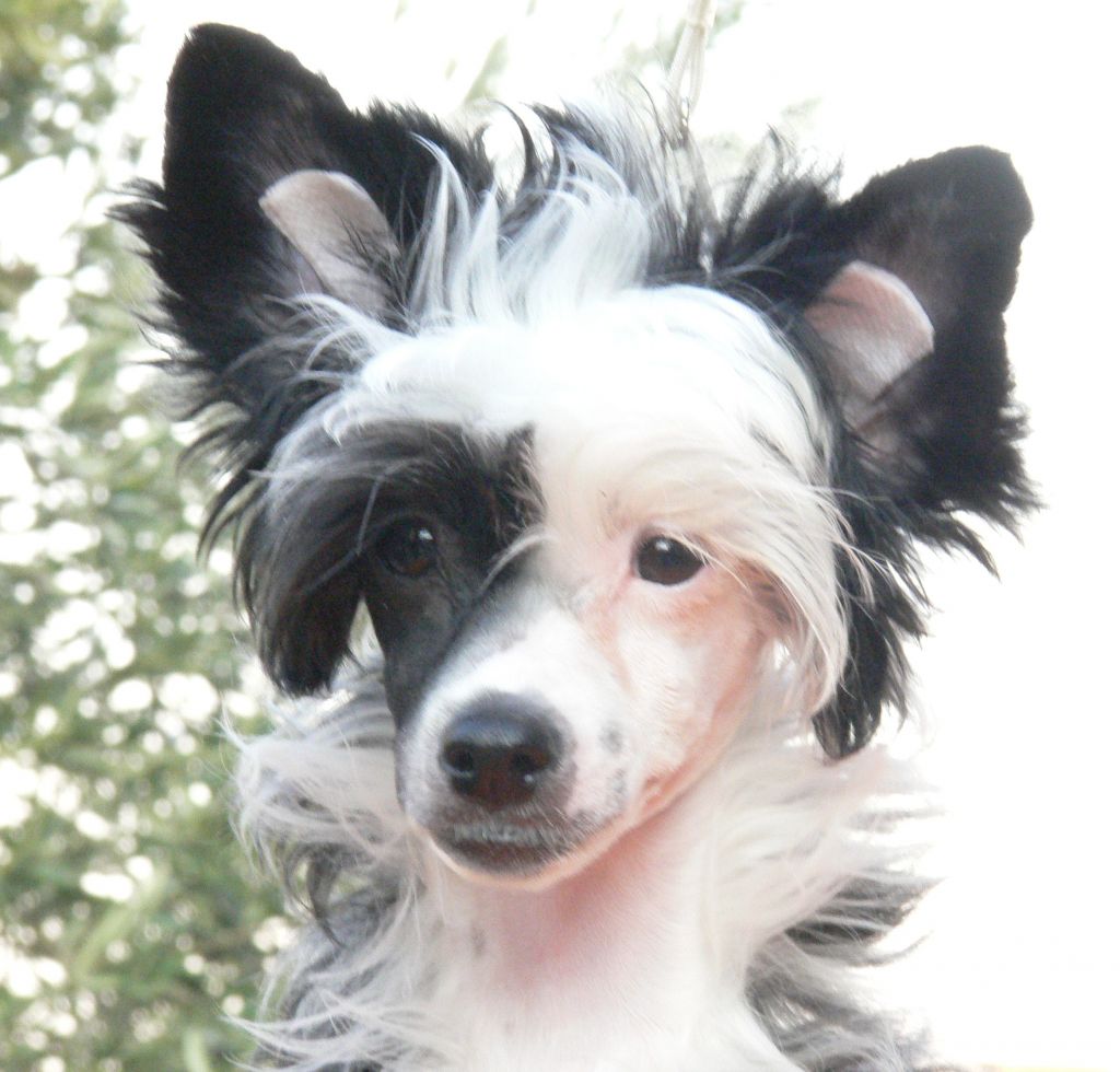 Magnus Staff Cool Glamour