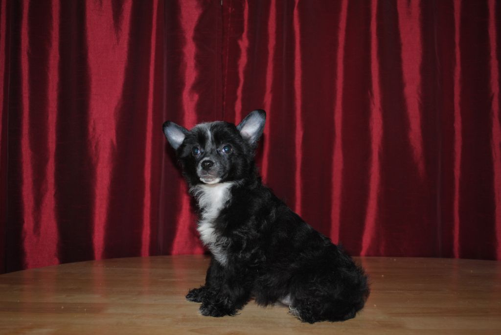 Hill's Cresteds Midnight Wings Of Grace