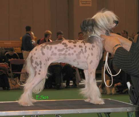 Angelcrest Delight In Slipperton