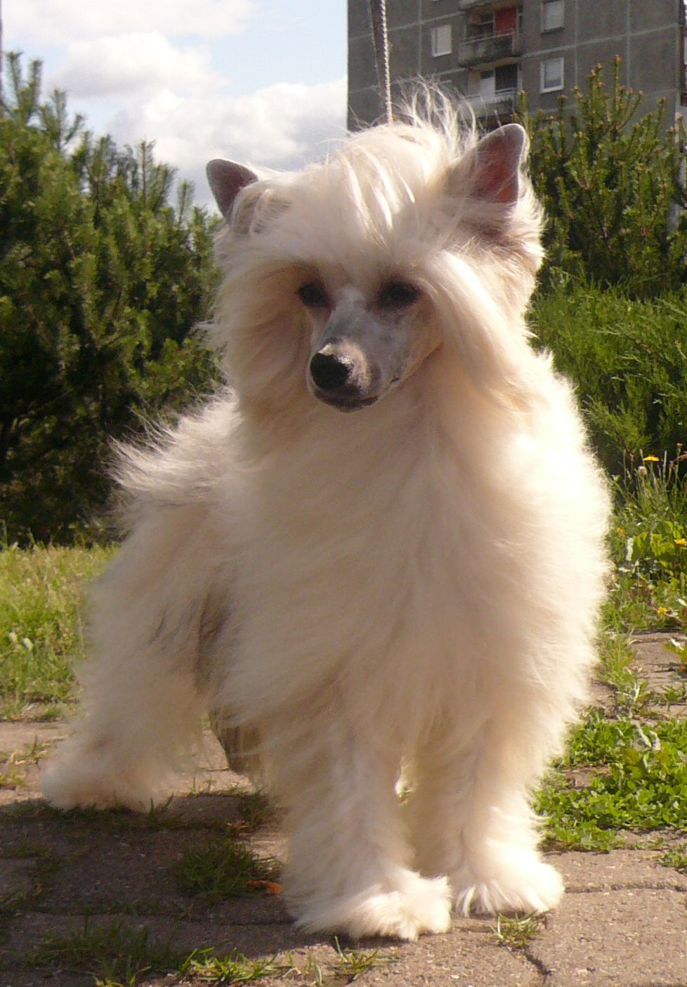 Shadow White Sonata In C Major