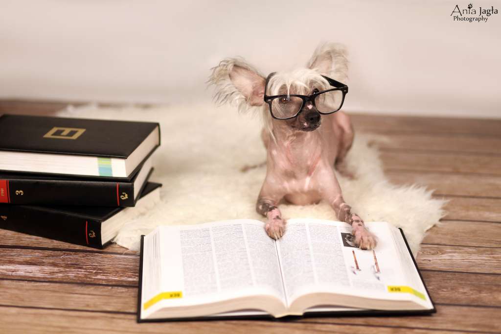 Charming Valp Fra Elizabeth (fci)