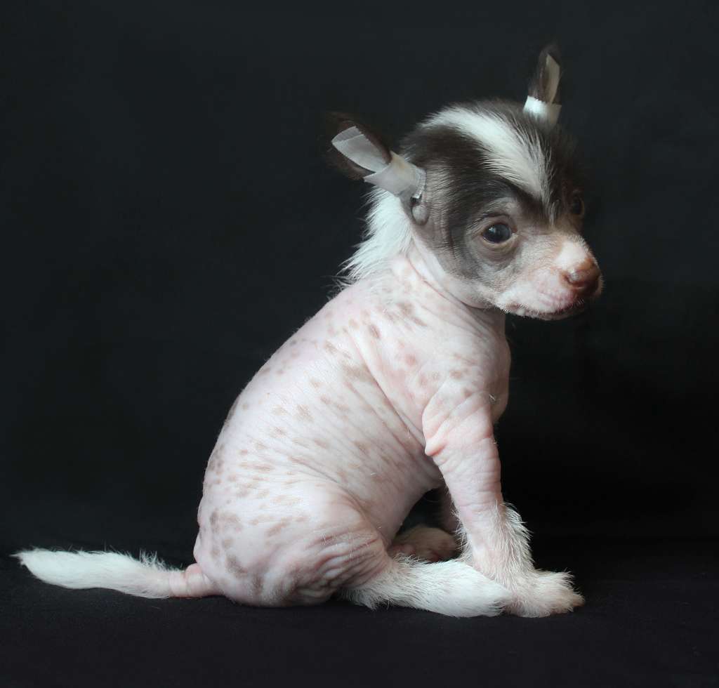 Charuyuschiy Soblazn Brandy