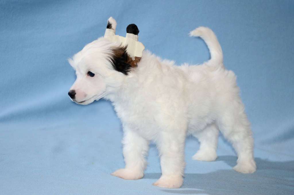 Anna Sky Kennel Zeland