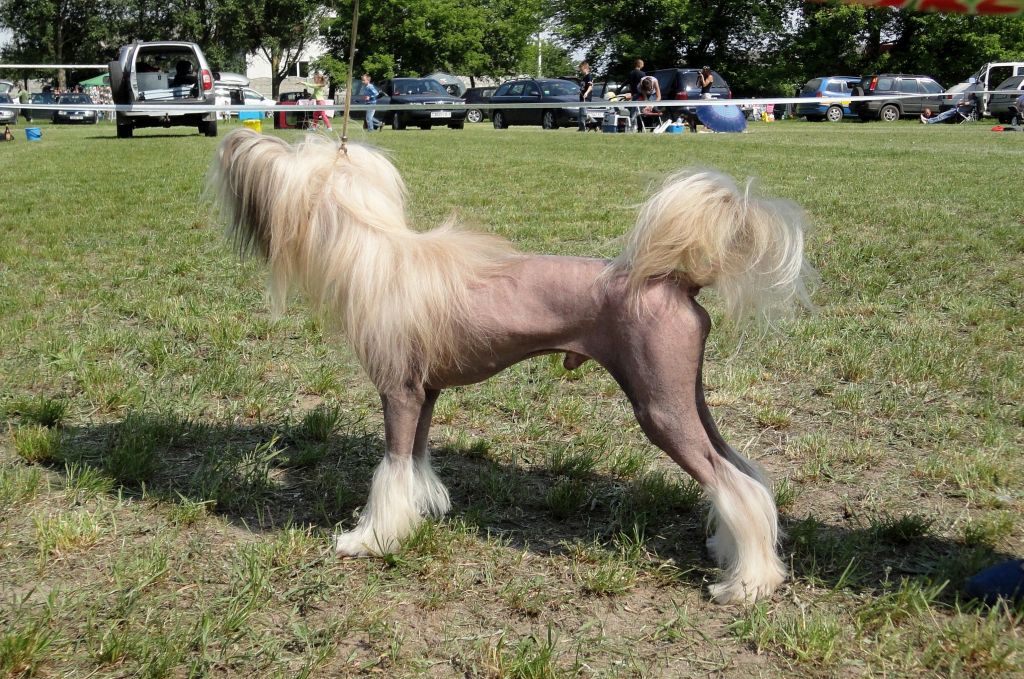 Lukas George Bonus Westtai