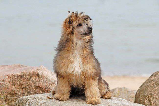 Bilbo Baggins Pastoral