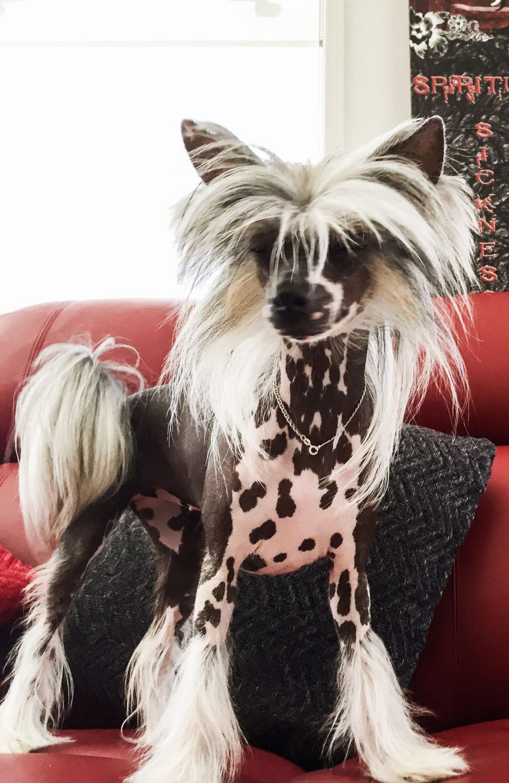 Franzell Silvermist Lexie