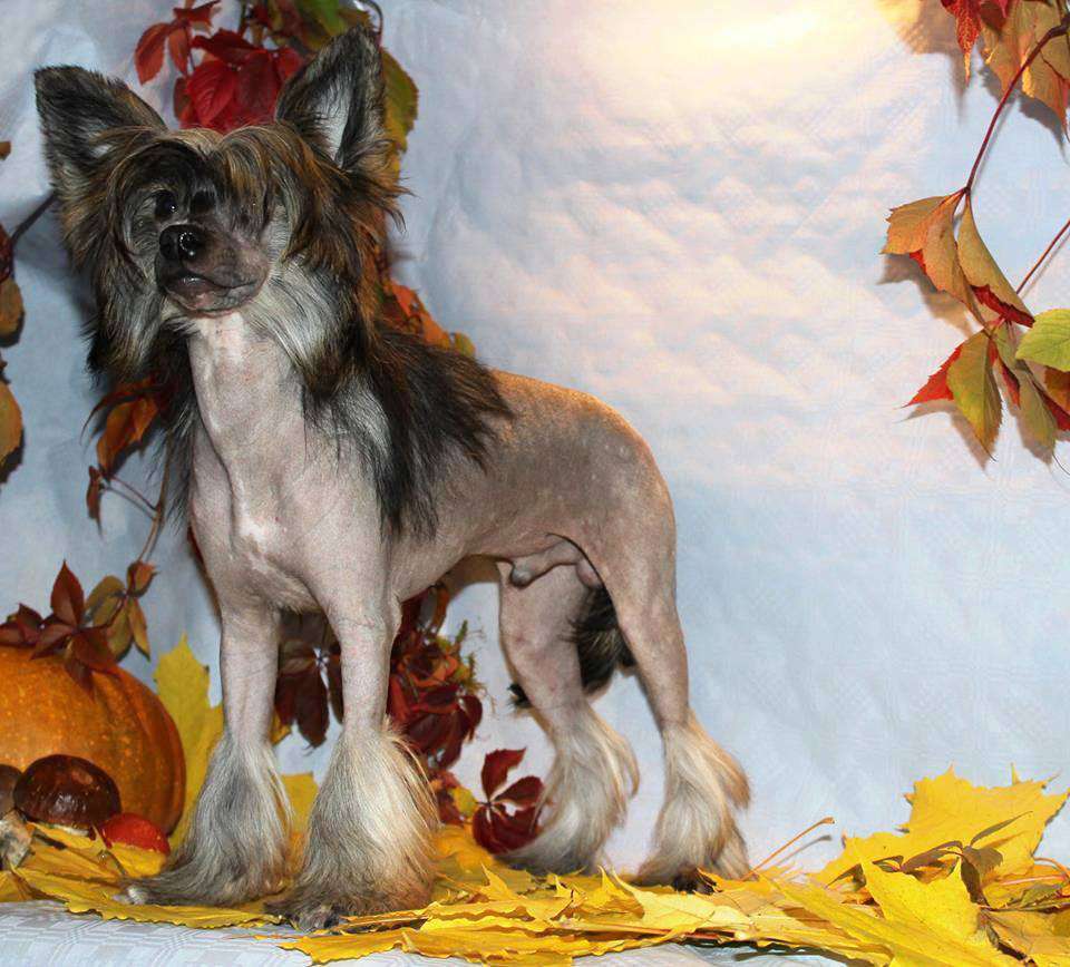 Glenlife Apple Daiquiri