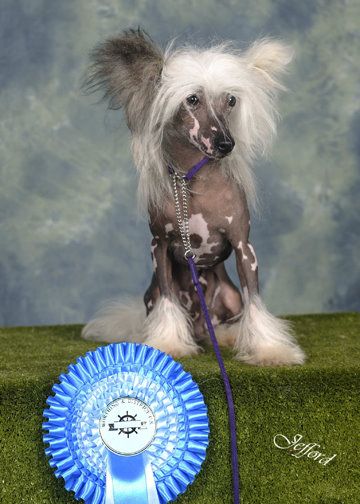 Speckled Lad at Foaldown