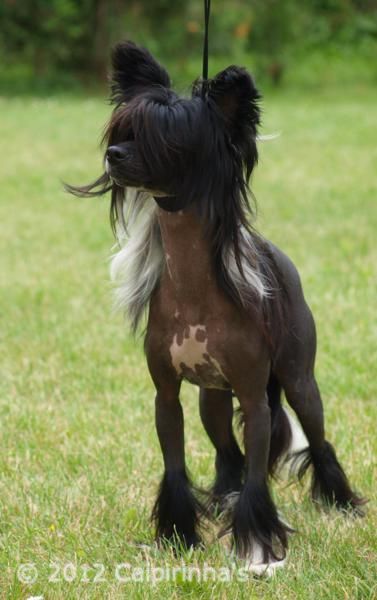 Daretobebares Fly me to the Moon