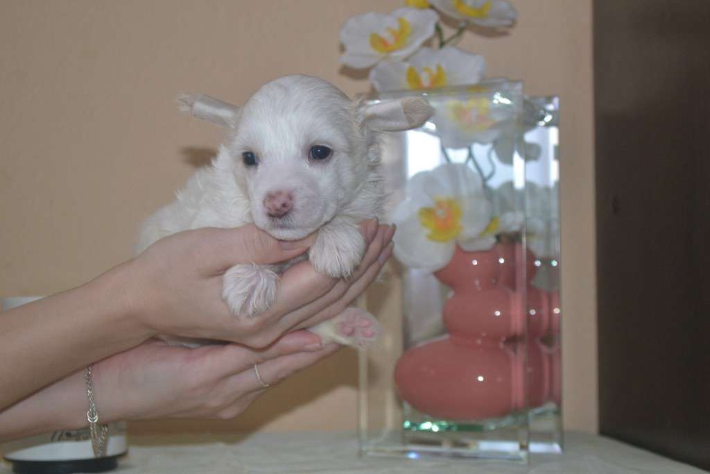 Charl'z dostoynyj voshischeniya