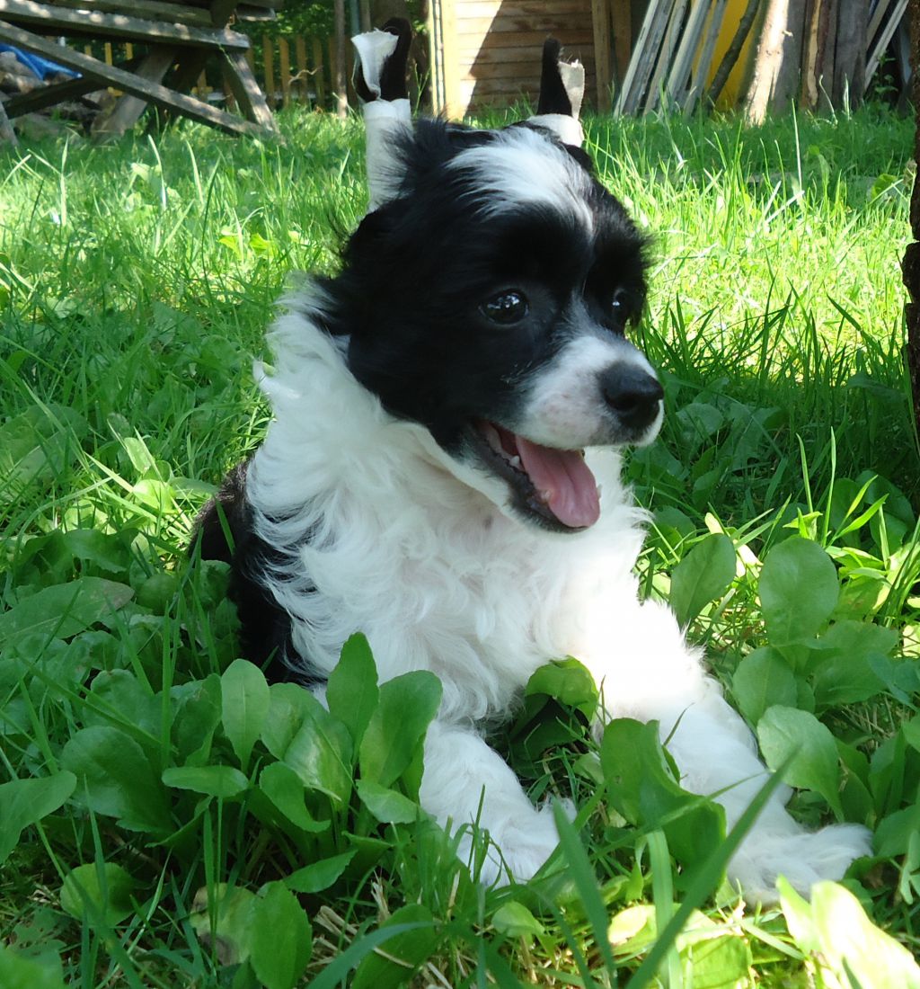 Bounty Auksine Venera (Bounty Golden Venus)