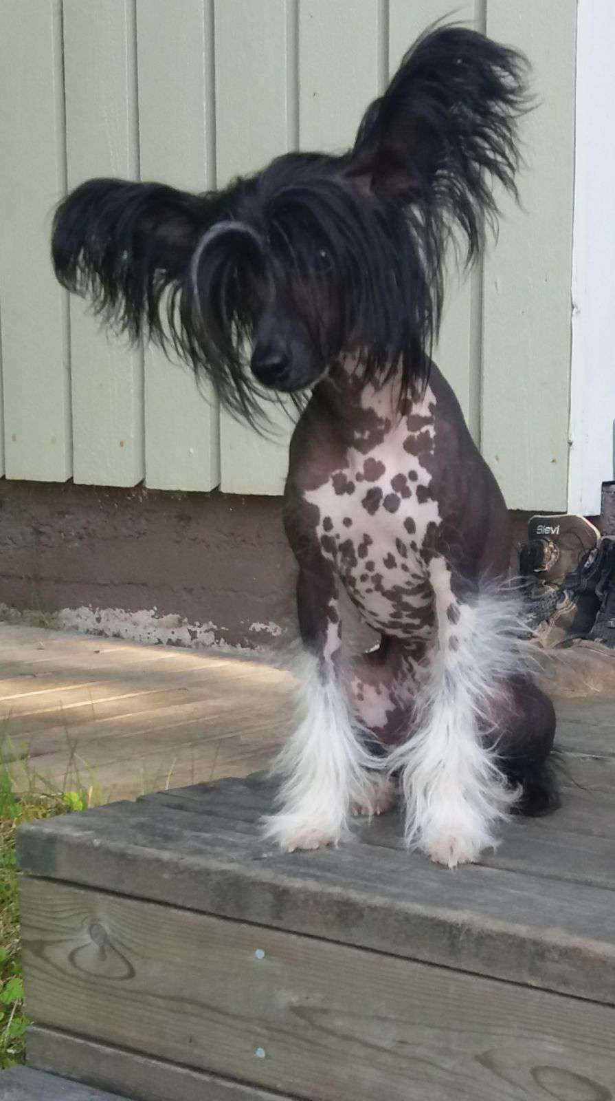 Mirbon's Diisa Daline