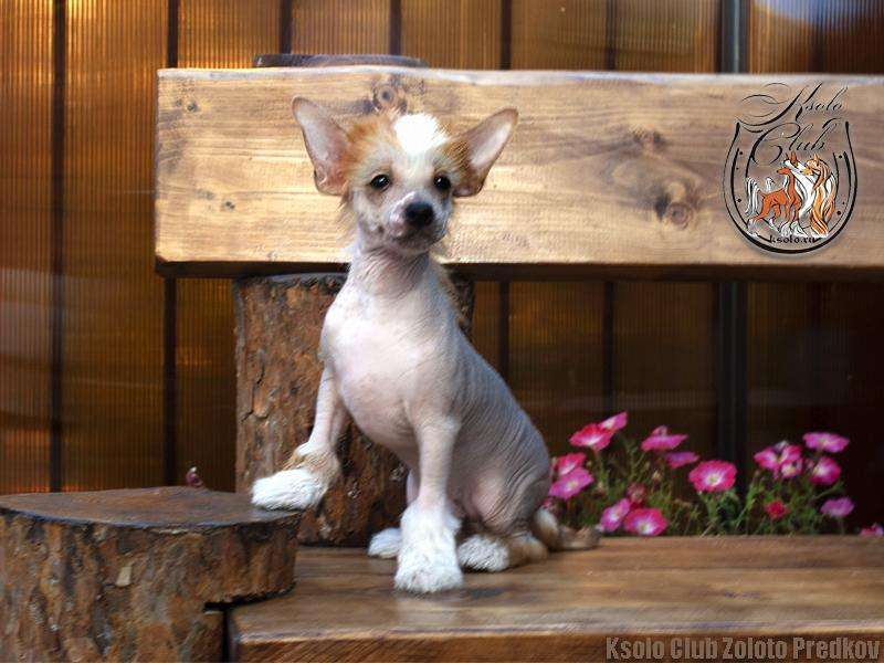 Ksolo Club Zoloto Predkov