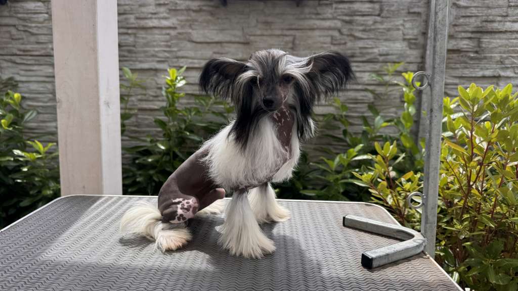 Wallhala Diamond of the Night