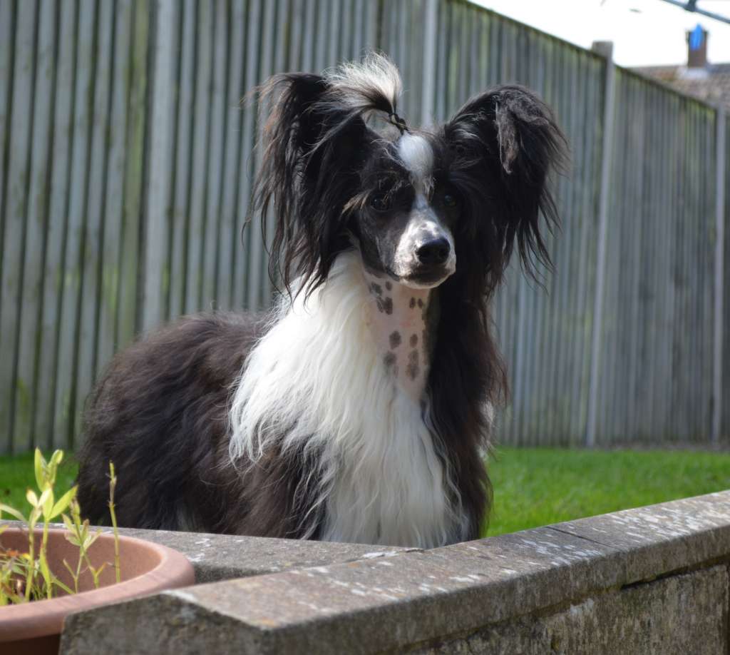 Leibwache Sok it to um