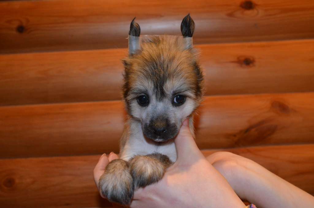 Ognenny Lotos Emi Dakota Greis