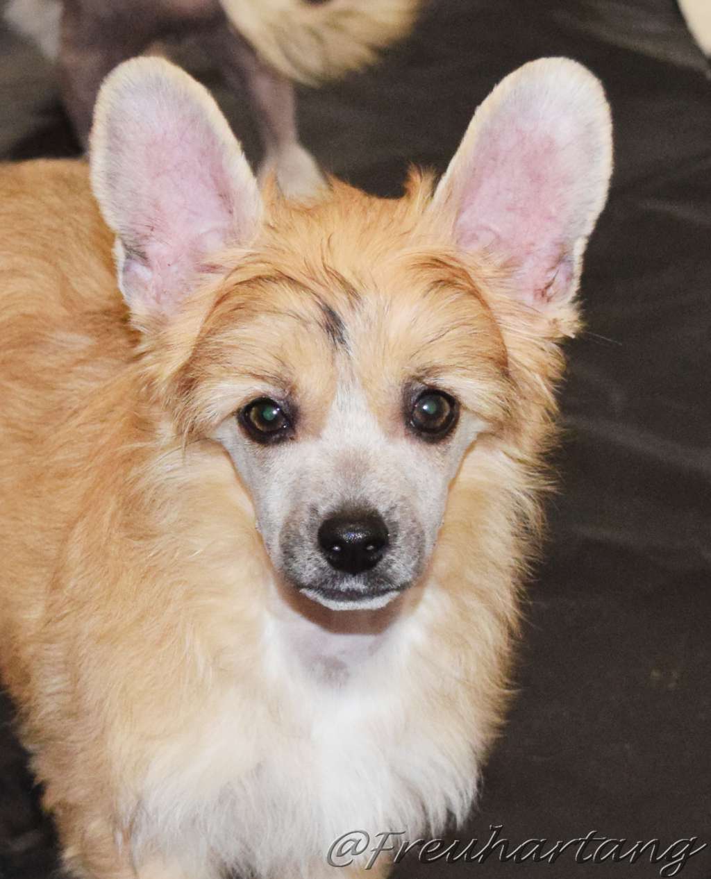 Ellaschie Jay Freuhartang