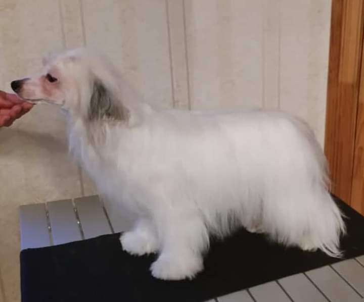 Feldeiso Dame Blanche