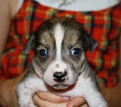 Proud Pony Lap Power