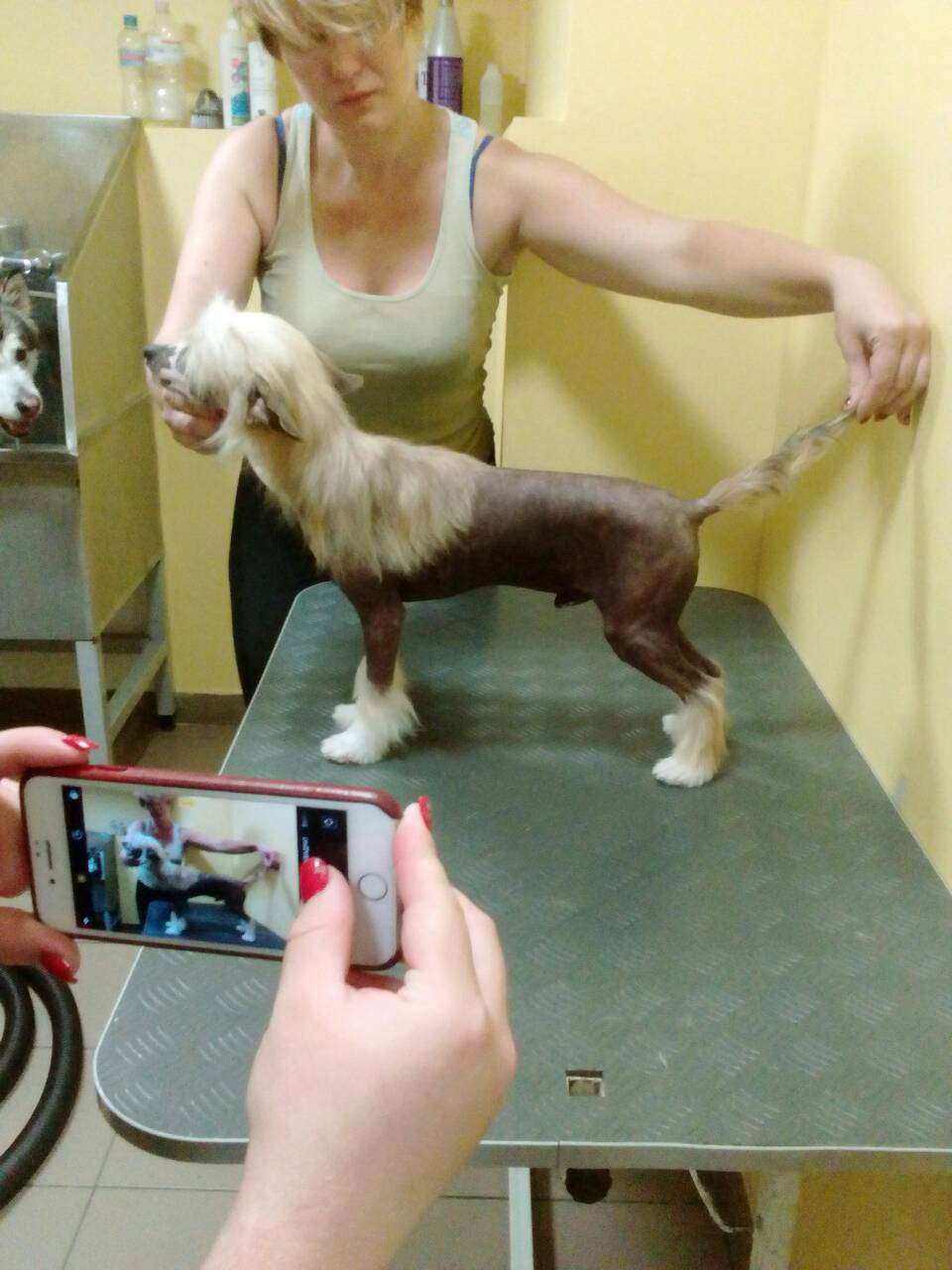 Wind Fox Izumrud Duron