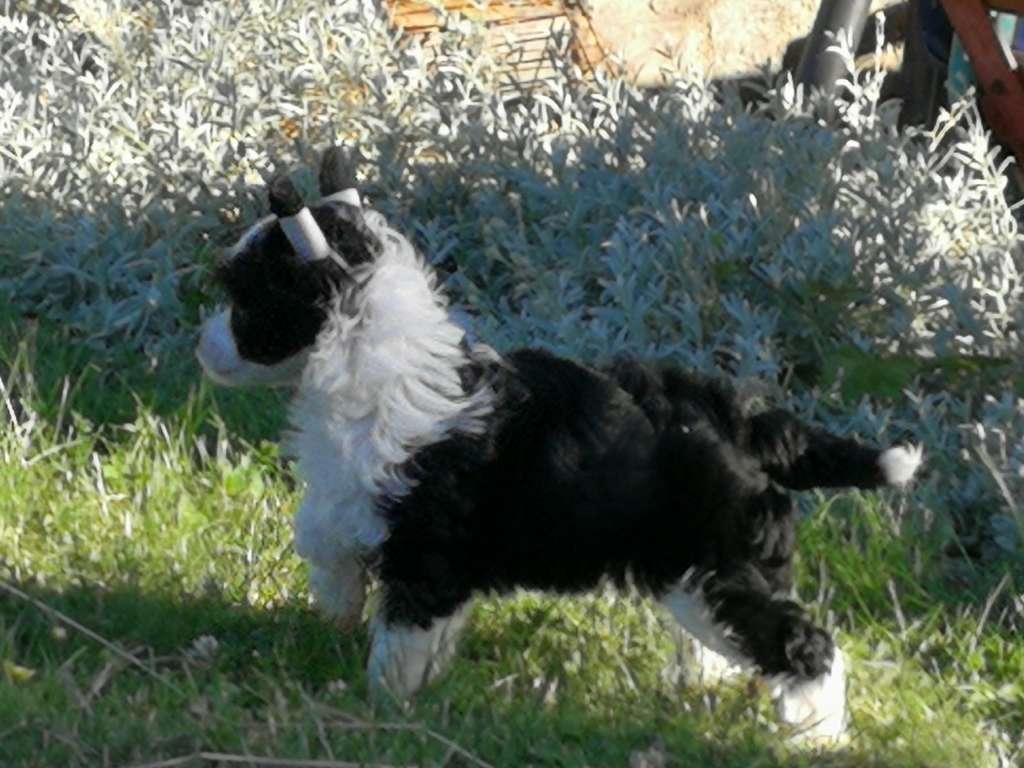 Betania Joy of Silver