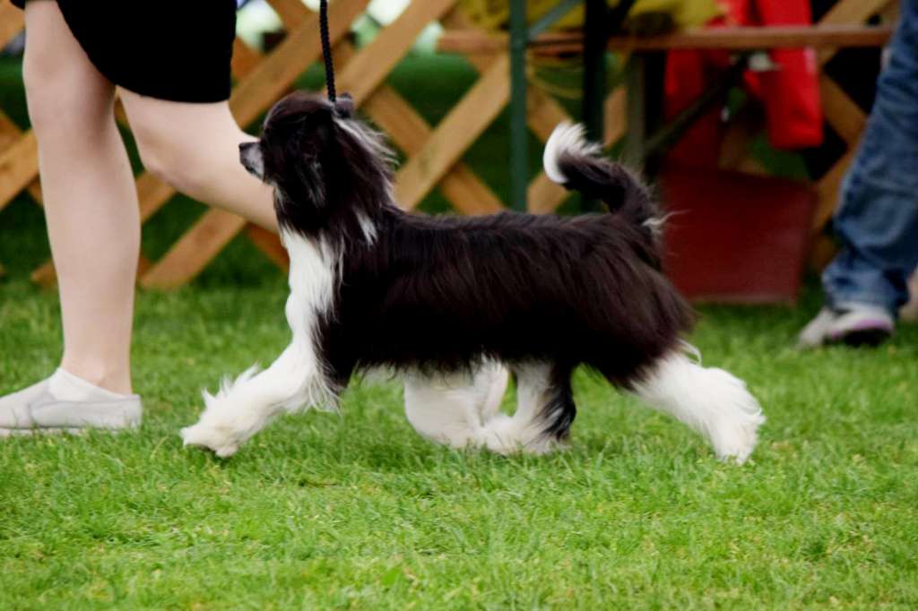 Darri Daishi Freuhartang