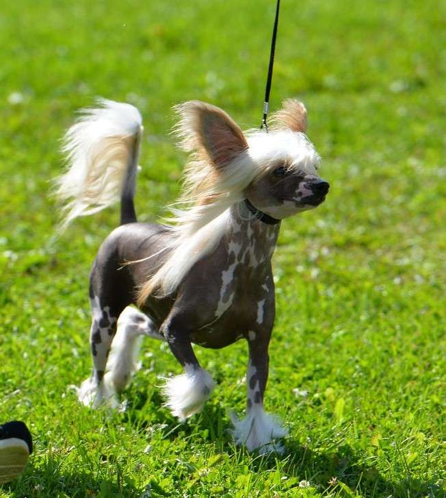 Kultapaimenen Sexy Babe To Joyways