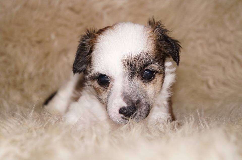 bobbelpops balder balthazar