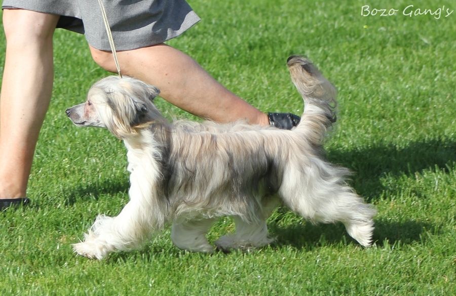 Bozo Gang's Game Of Angels