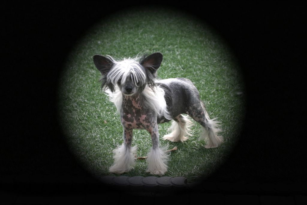 Sweet Painted Lady Pul-i-khumri