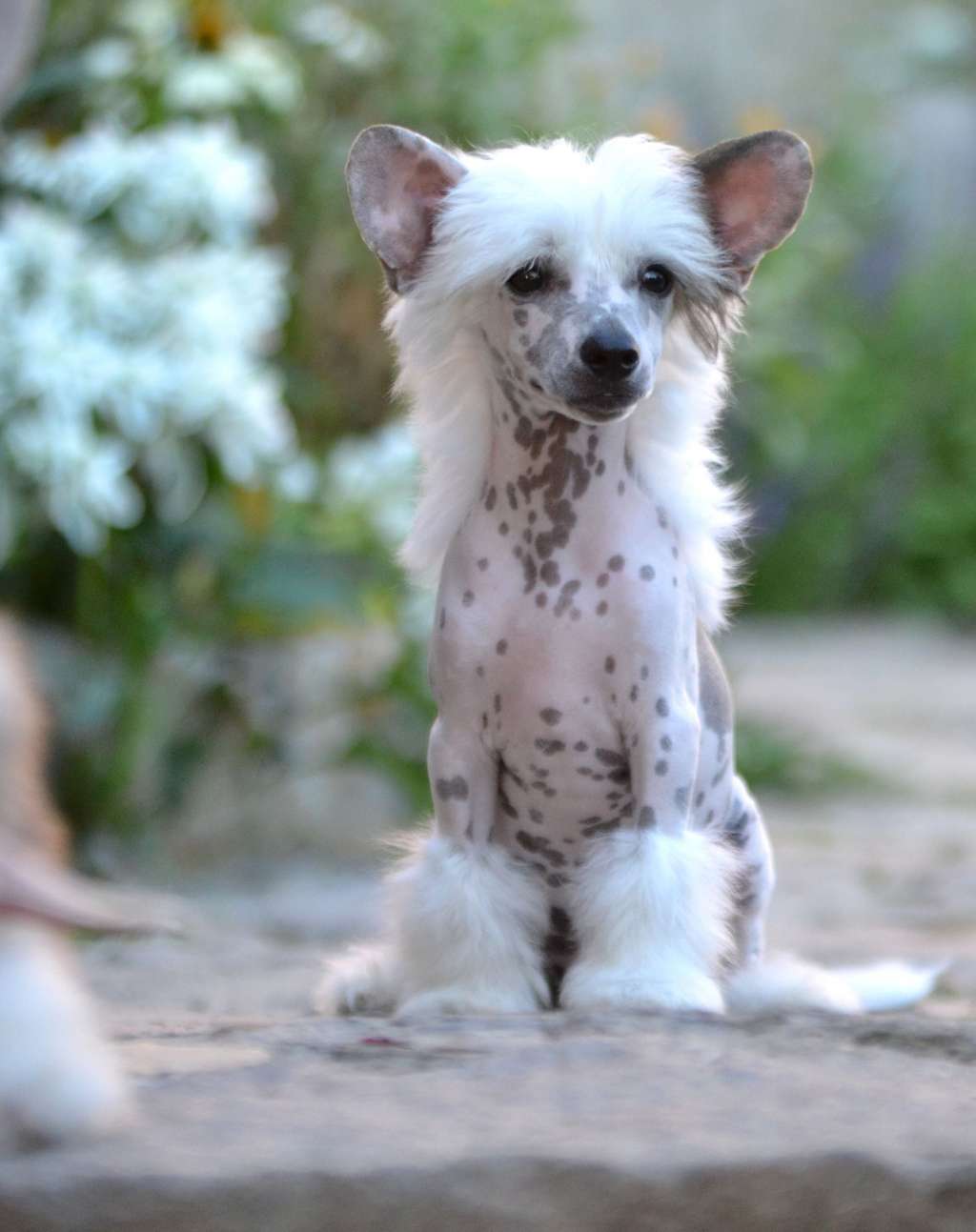 Veni Vidi Vici Jemalle