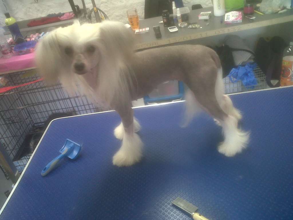 SIGYNS Summer Breeze with lomharra