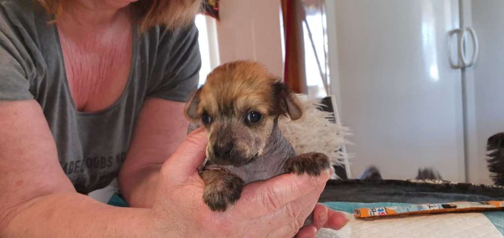 Beachcrest The Great Escape