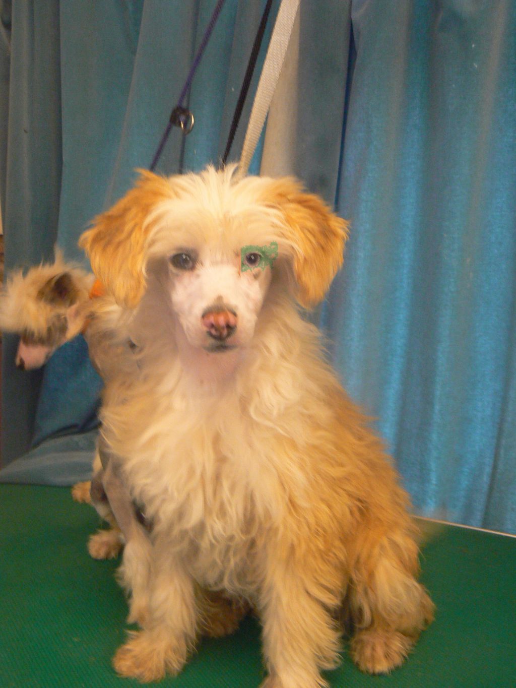 Doucai's Pure Vivacity