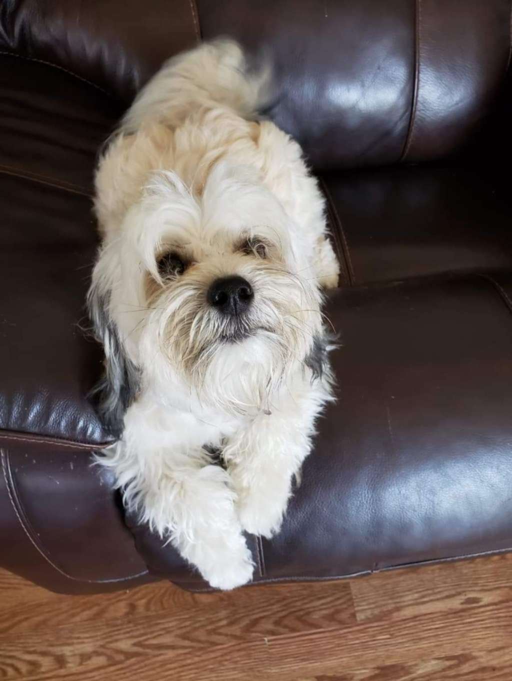 Long Haul Cresteds Grizz