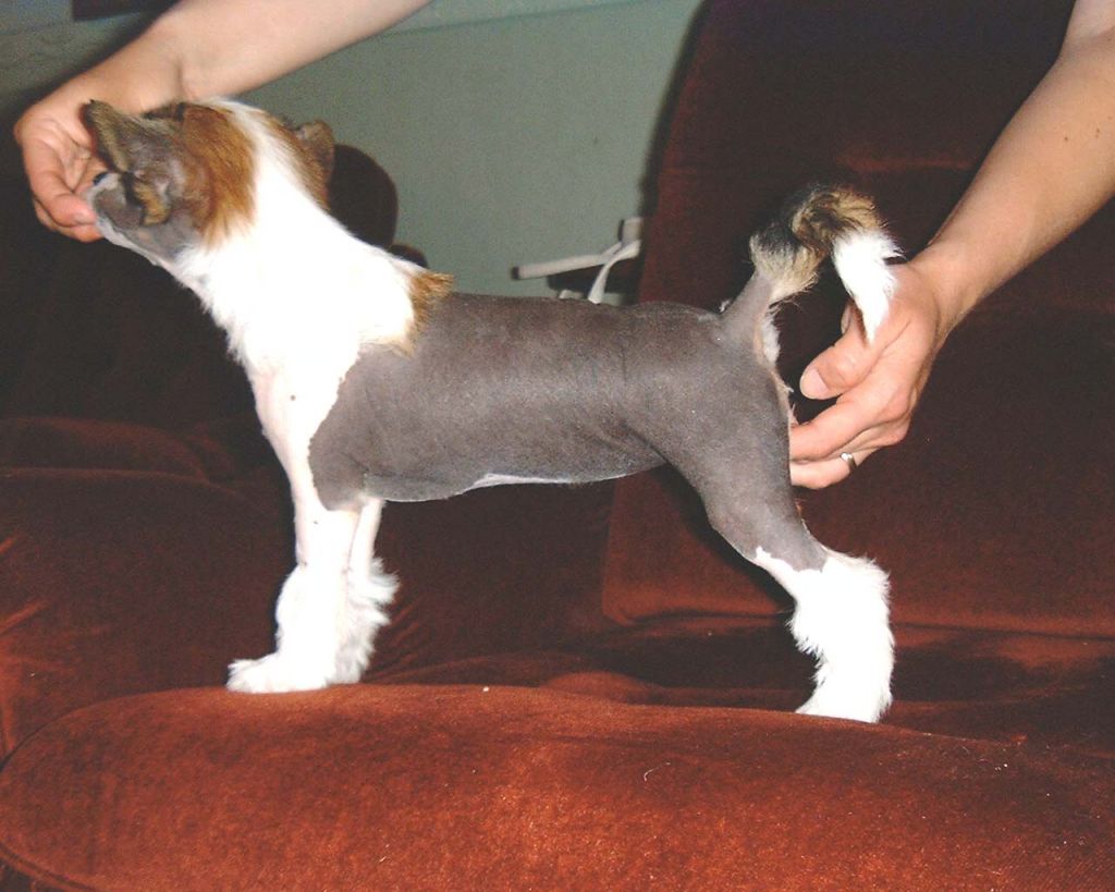 Proud Pony Grand Prix