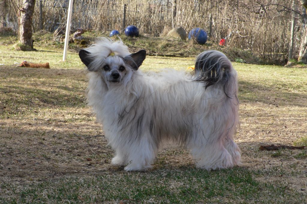 Lionheart Klose To Kalypso