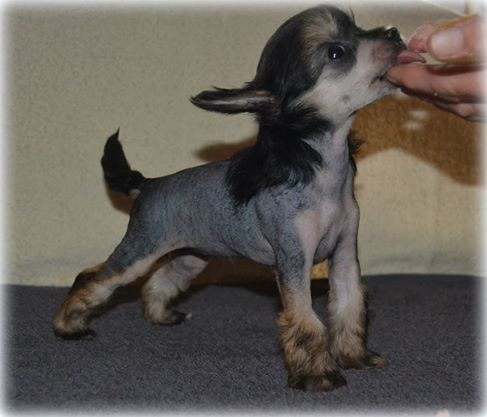 Shandor's New Beginning