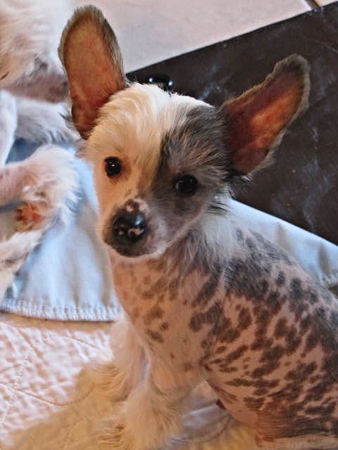 Kalypso's First Blood Prince at Punjin