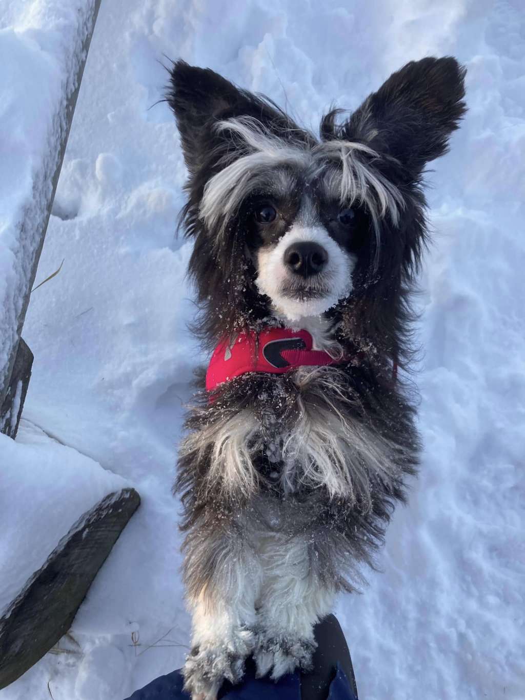 Black-Diva's Tiger Lily