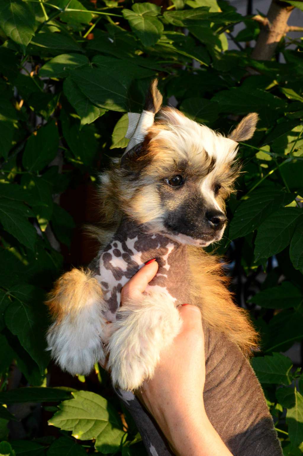 Baikal Dream Dogeter Dionis