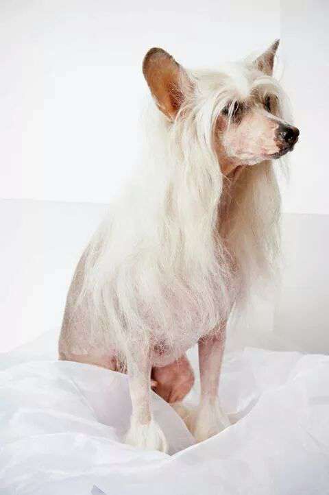 Dream Space Diana Ledy