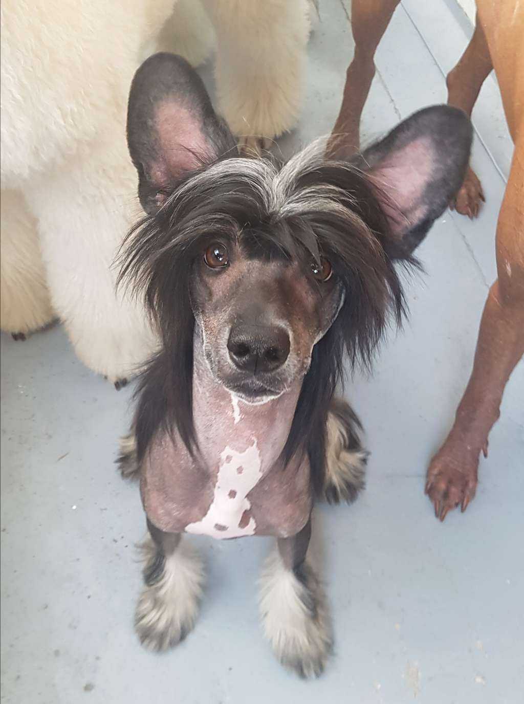 So-soft Lusty Ladies Dream