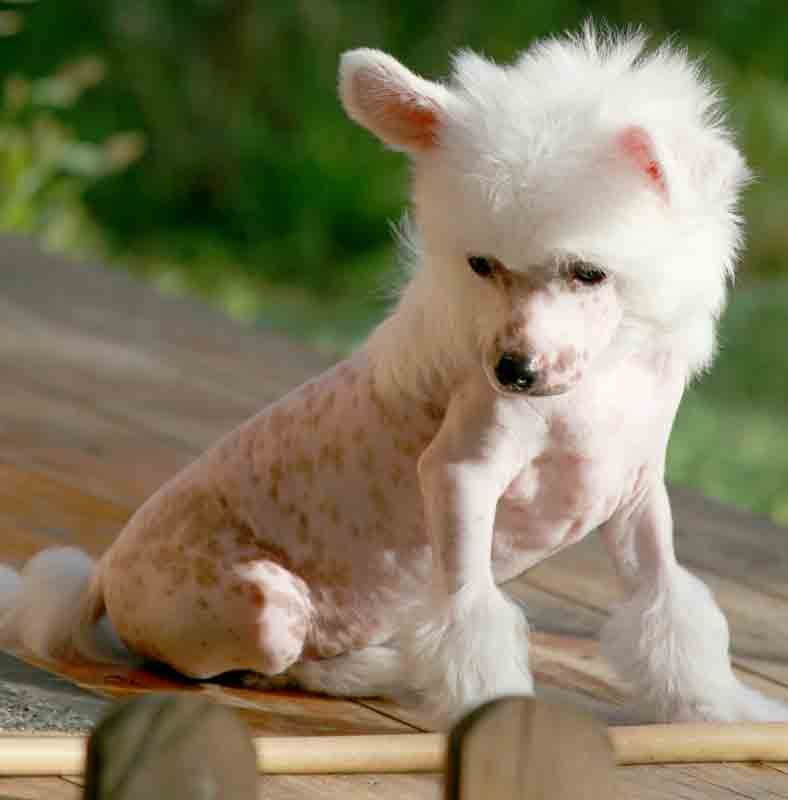 Romantic Fairy Tale Izzi