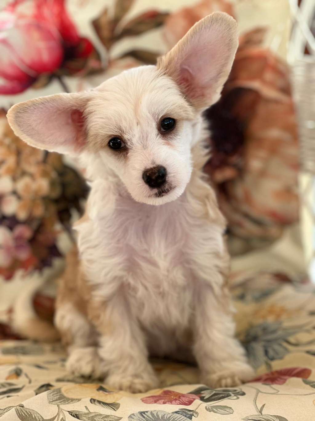 Tea Rose von Shinbashi